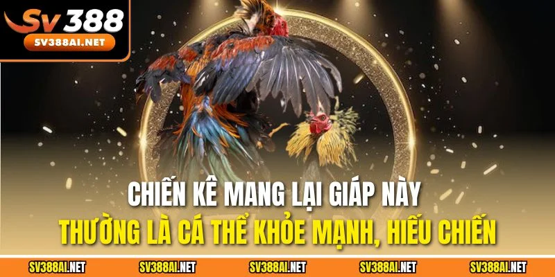 Chiến kê mang lại giáp này thường là cá thể khỏe mạnh, hiếu chiến Chiến kê mang lại giáp này thường là cá thể khỏe mạnh, hiếu chiến