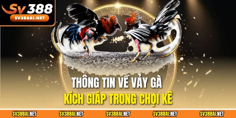 Thông tin về vảy gà kích giáp trong chọi kê Thông tin về vảy gà kích giáp trong chọi kê